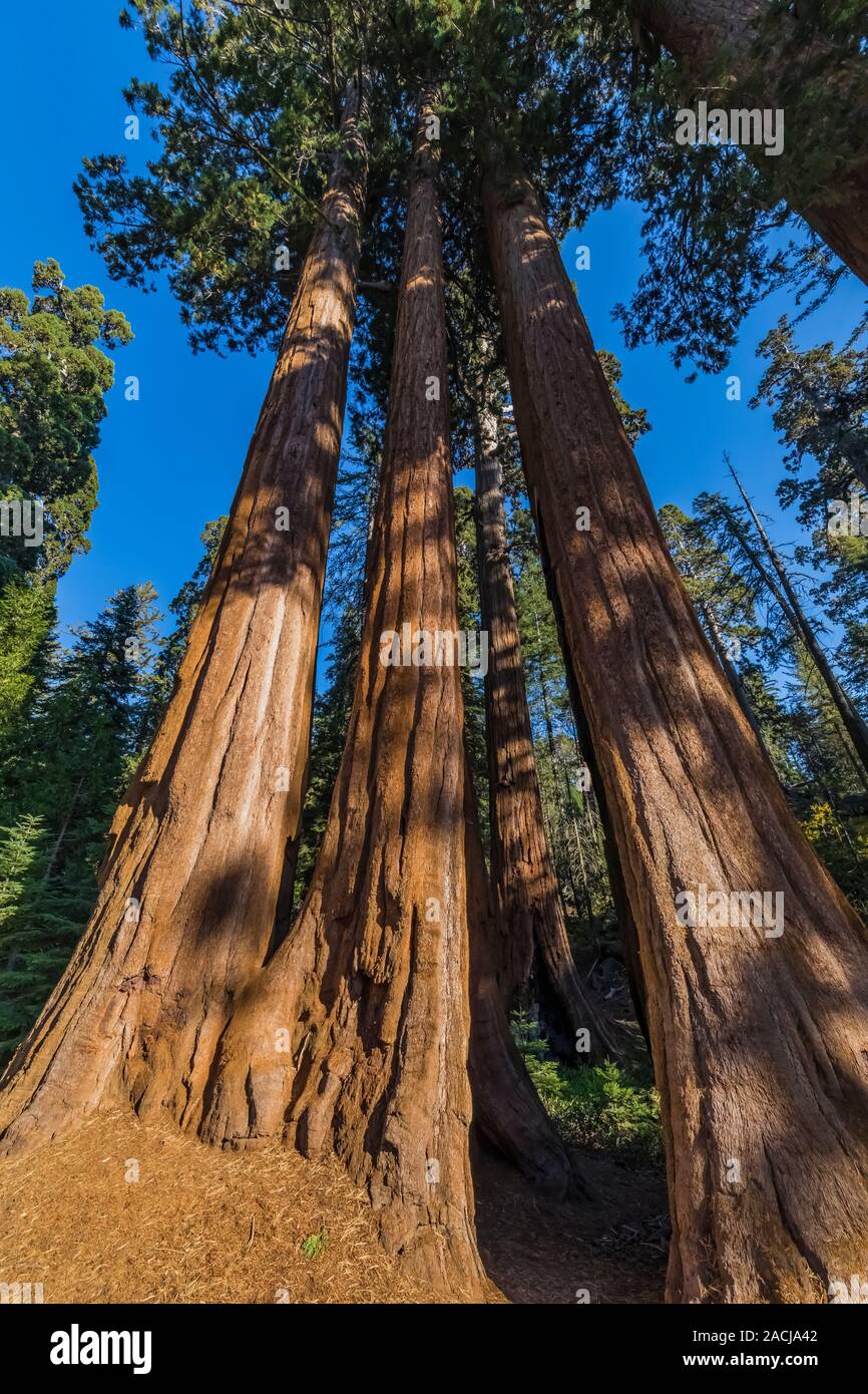 Imponente Giant Sequoia, Sequoiadendron giganteum, árboles en general Grant Grove en el Parque Nacional Kings Canyon, California, EE.UU. Foto de stock