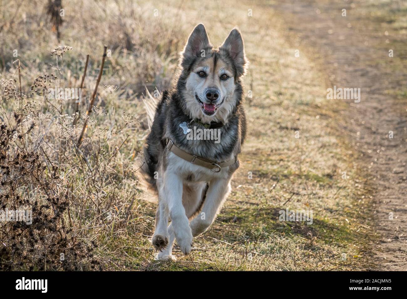 Husky german shepherd mixed breed fotografías e imágenes de alta resolución  - Alamy