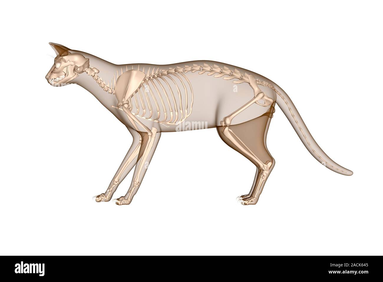 Anatomía del gato. Equipo ilustración mostrando el esqueleto de domesticado (Felis catus Fotografía de - Alamy