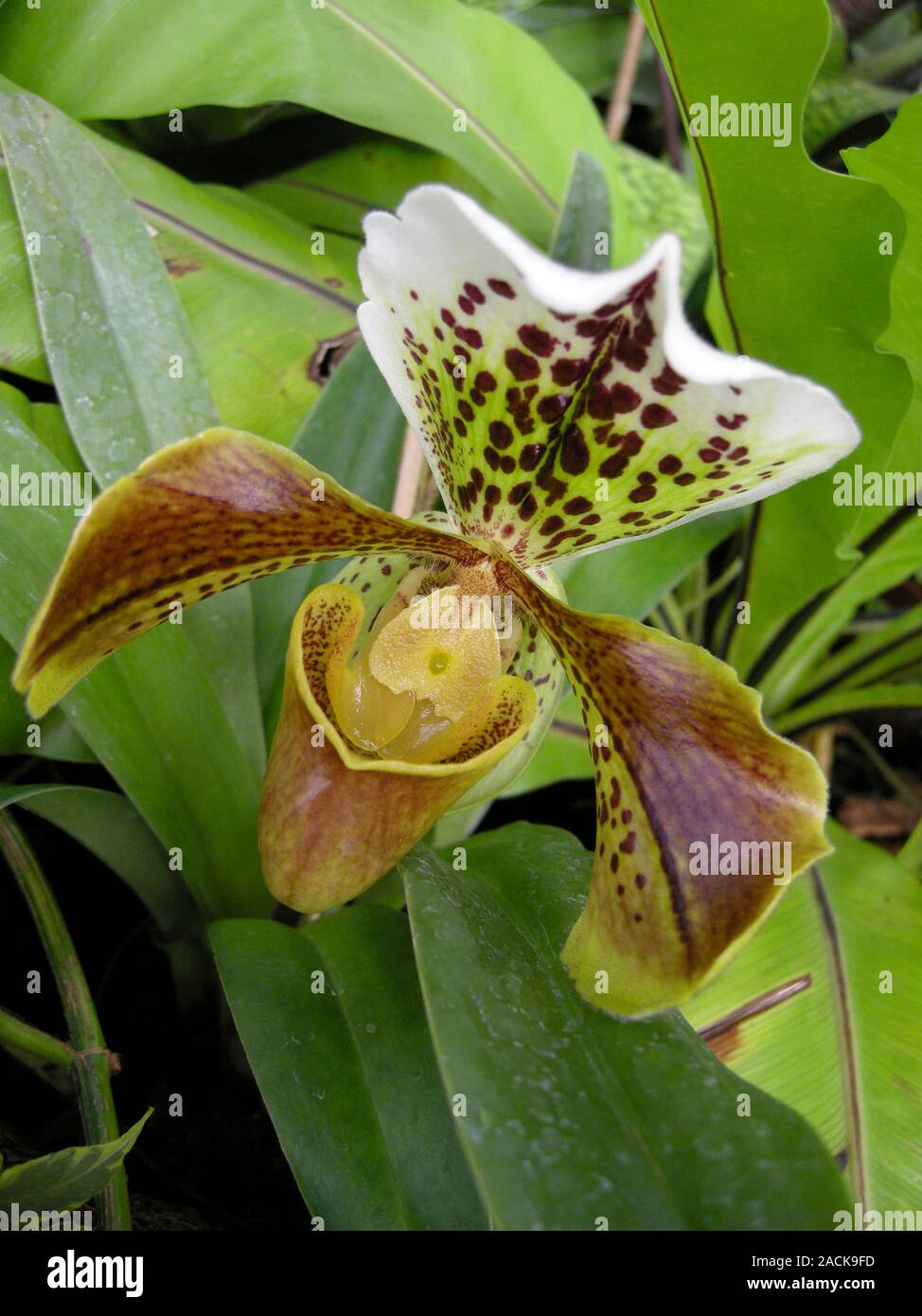 Orquídeas zapatilla de dama. Estas flores son de orquídeas de la Subfamilia  Cypripedioideae. El nombre de esta orquídea se deriva de su zapatilla-como  en forma de bolsa Fotografía de stock - Alamy