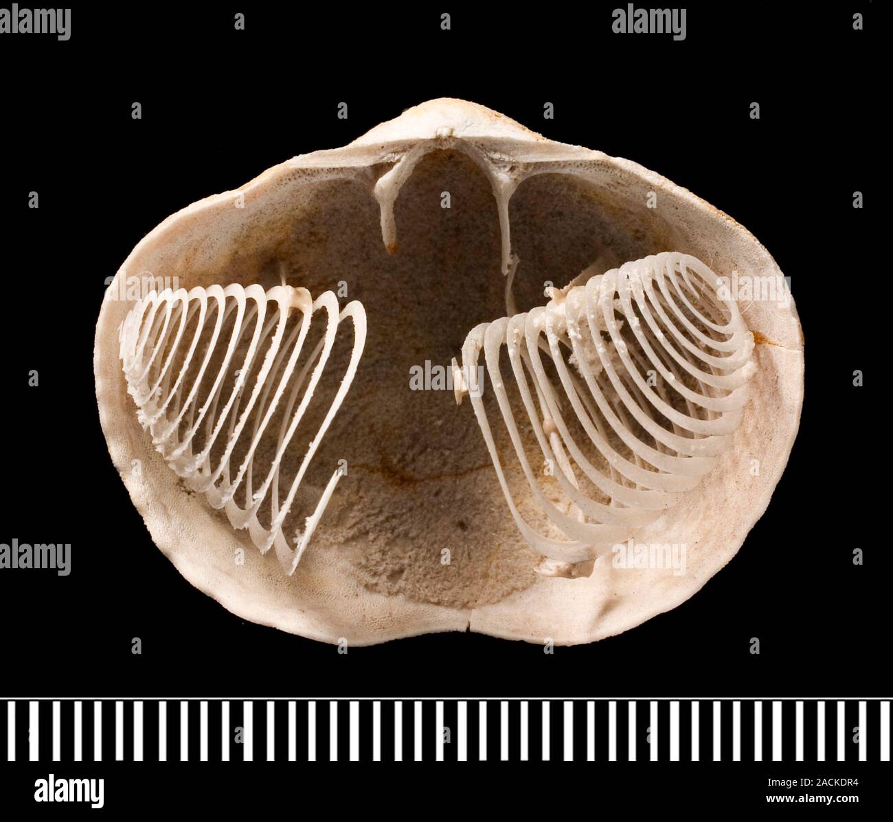 Spiriferina brachiopod fósil. Este fósil es notable para su preservación de  la delicada brachidium (estructura espiral) que apoyaron esta marin  Fotografía de stock - Alamy