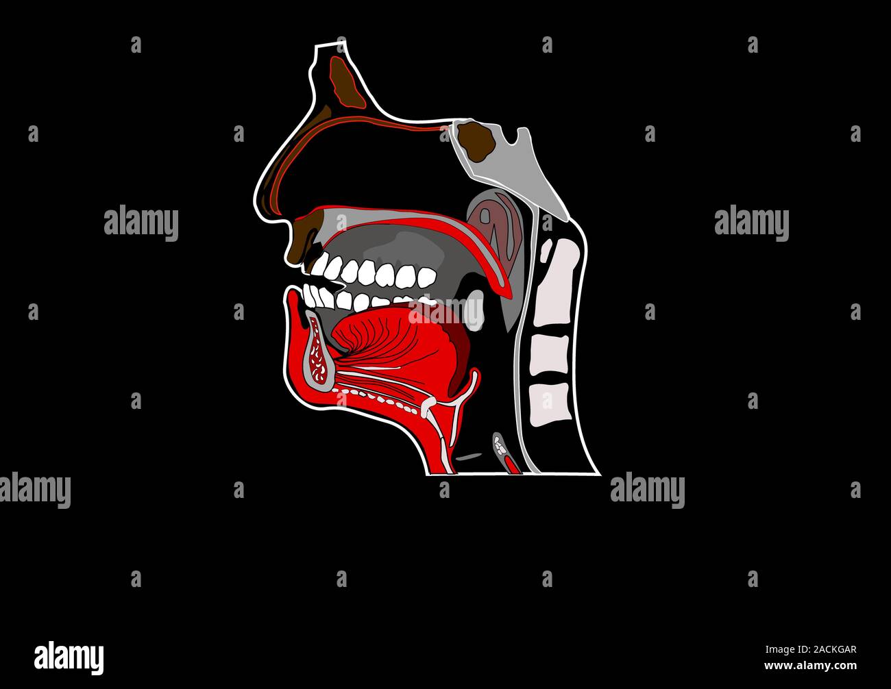 Anatomía de la boca. Ilustración de una sección a través de la cabeza