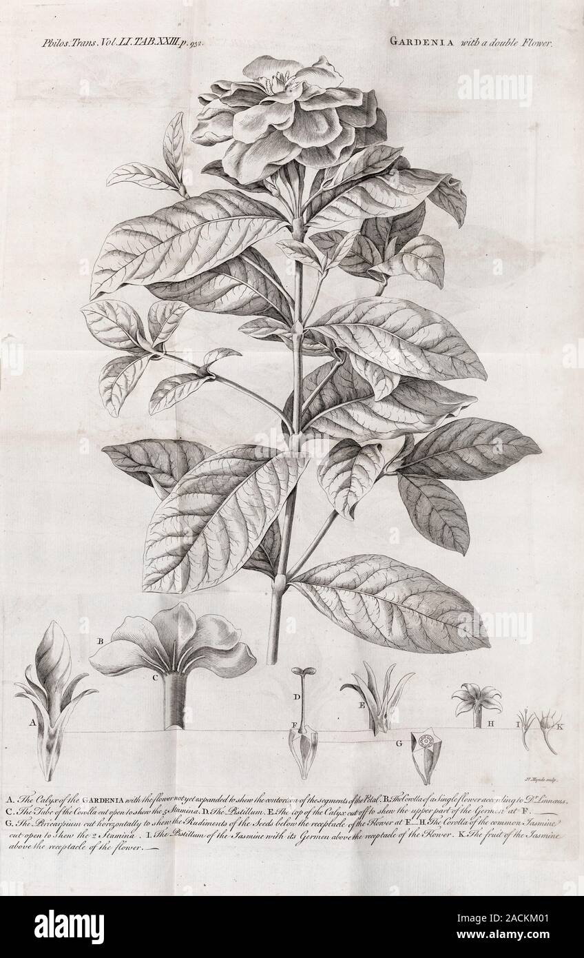 Gardenia planta. 18th-century diario página ilustrando un Gardenia planta  con una flor doble. La anatomía de la floración las piezas está anotado y  ilu Fotografía de stock - Alamy