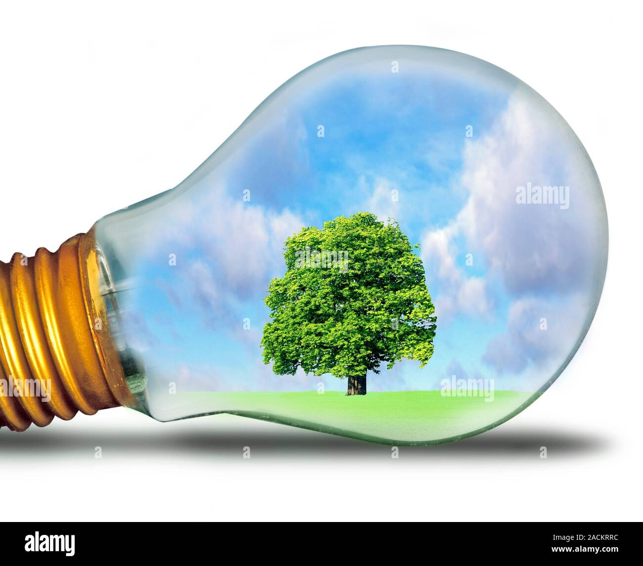 La energía sostenible. Imagen conceptual de un árbol en bombilla de luz, representando la generación sostenible de energía. es el uso de métodos para géneros Fotografía de stock - Alamy