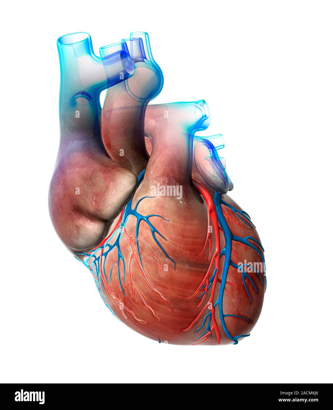 Corazón y de las arterias coronarias. Ilustración de la anatomía externa de  un corazón humano, visto desde el frente. La superficie de los vasos  sanguíneos son los coronarios arterie Fotografía de stock -