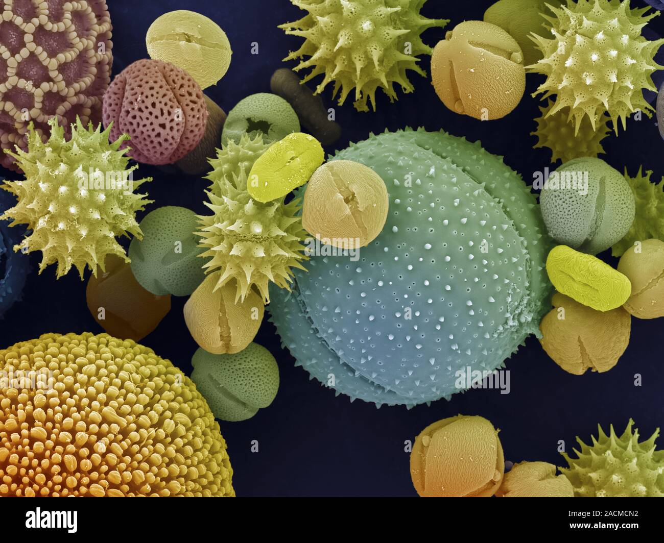 Los Granos De Polen Color An Lisis Micrograf As De Electrones Sem De Granos De Polen De Una