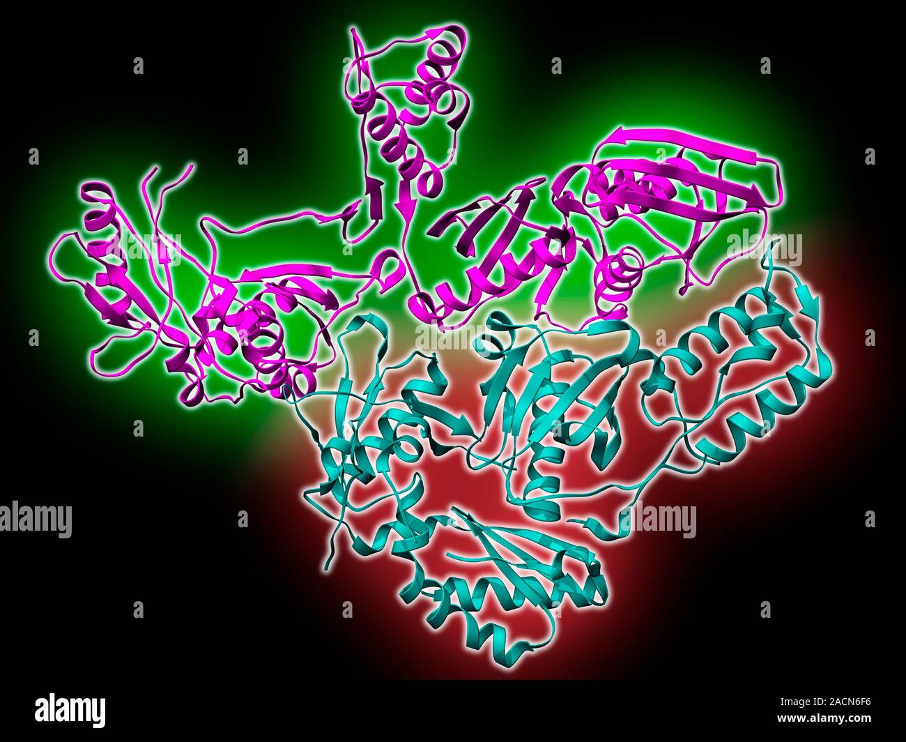 La enzima transcriptasa inversa del VIH1, modelo molecular mostrando