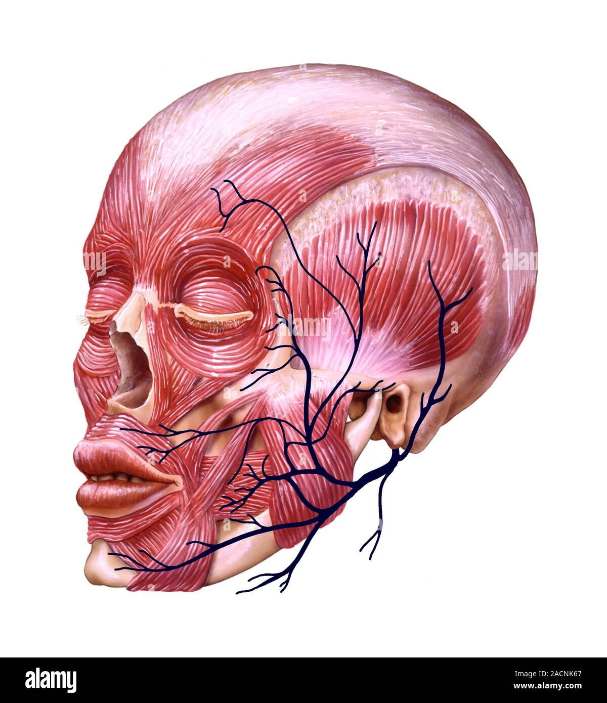 Anatomía del nervio facial. Ilustración una frontal oblicua de la posición anatómica del nervio facial y ramas en relación a la profunda facia Fotografía de stock - Alamy