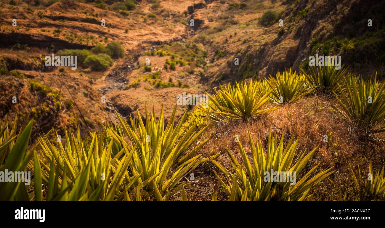 Plantas puntiagudas fotografías e imágenes de alta resolución - Alamy