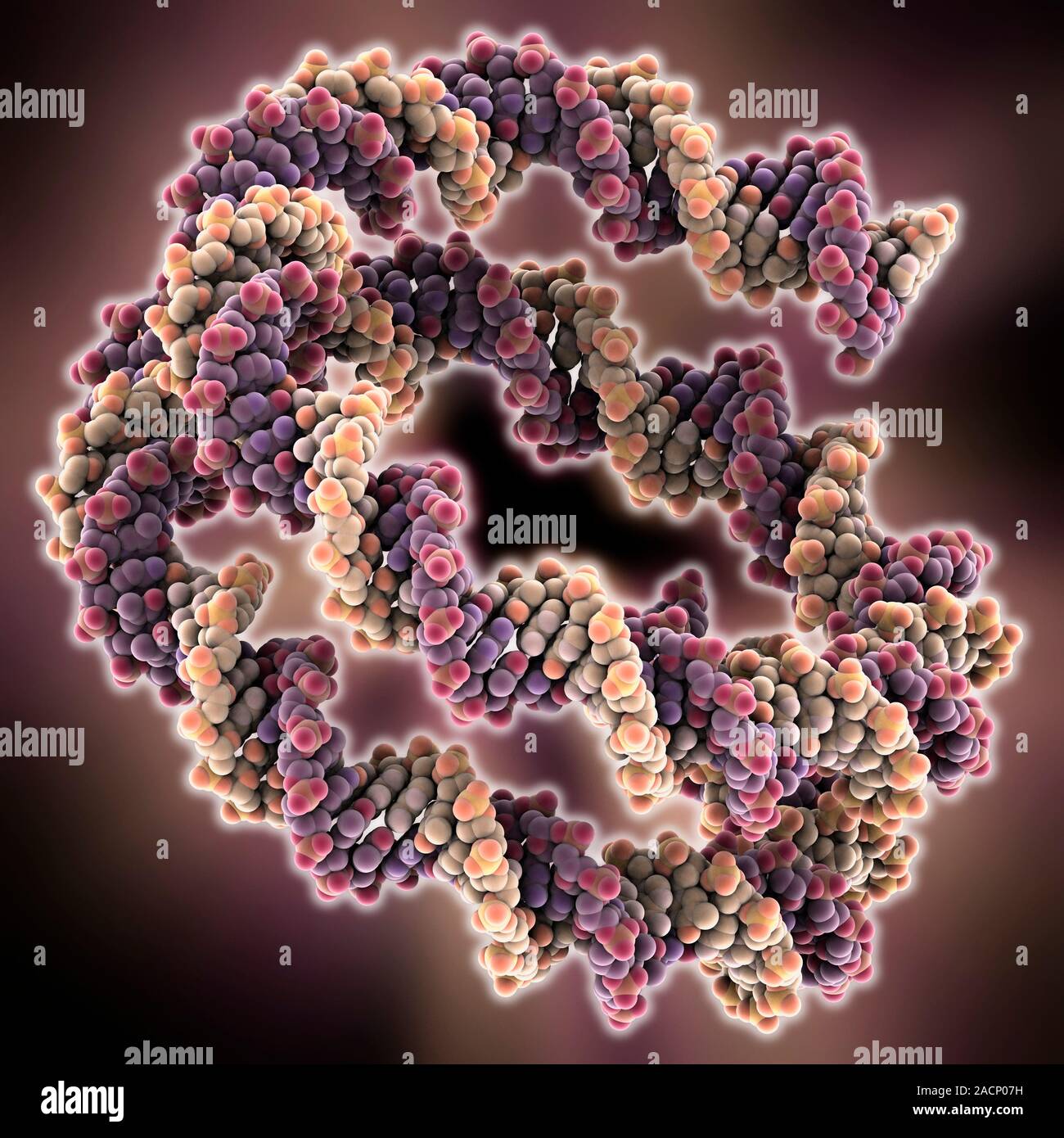 Empaqueta molécula de ADN. El modelo de ordenador que muestra la estructura  de una molécula suavemente encorvadas del ADN (ácido desoxirribonucleico)  tal y como se mostraría en la cromatina Fotografía de stock -