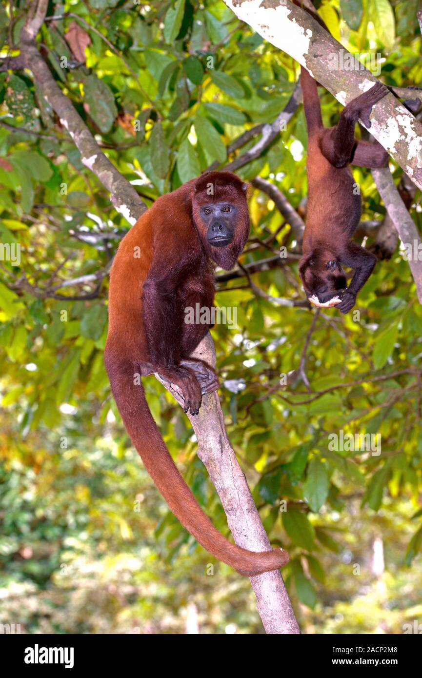 Purus monos aulladores rojos. Adulto y bebé purus rojo los monos aulladores  (Alouatta puruensis) en un árbol. El aullador rojo purus es nativo de  Brasil y Perú. Photogra Fotografía de stock -