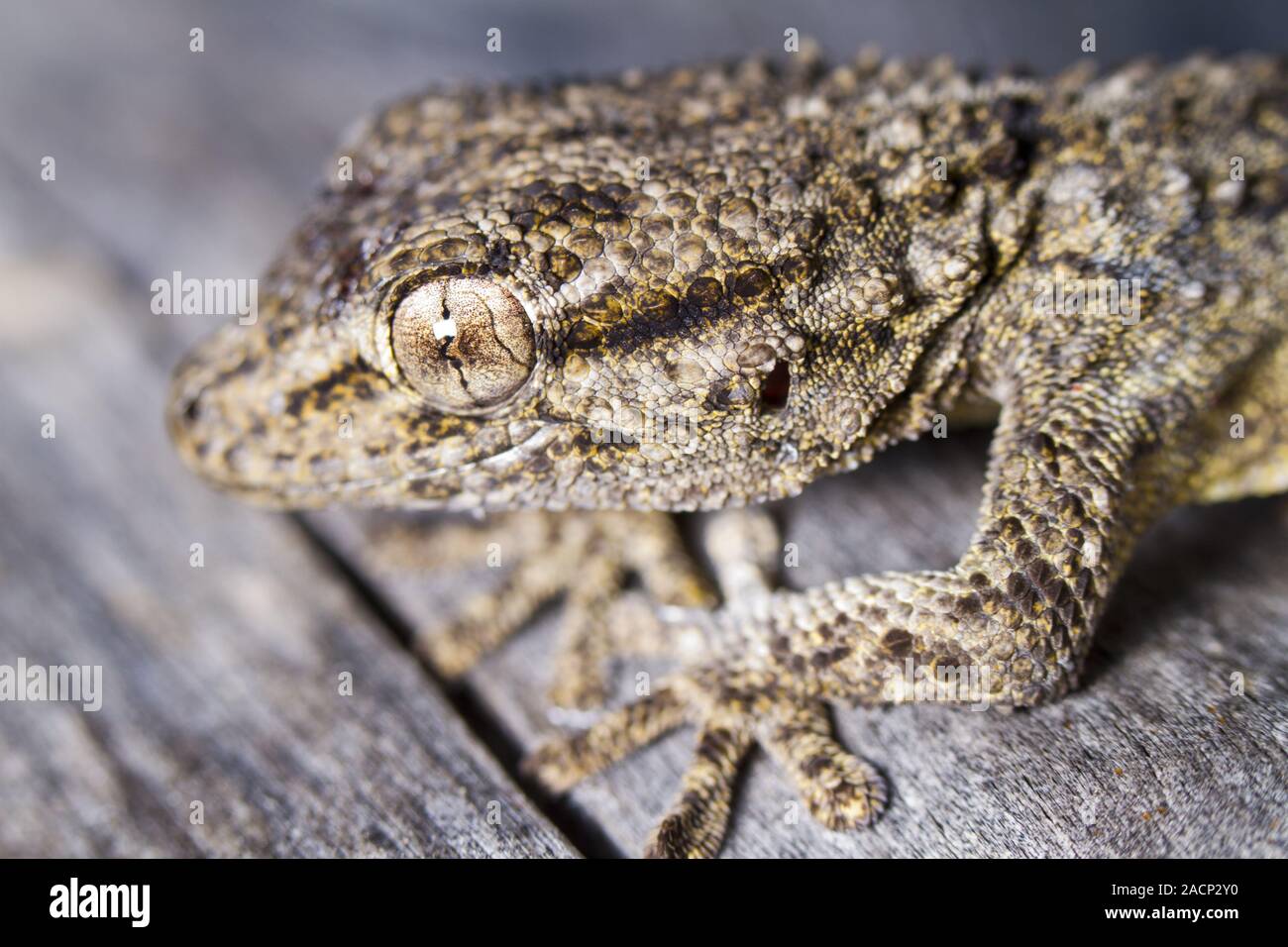 Moro (Tarentola mauritanica Gecko) Foto de stock