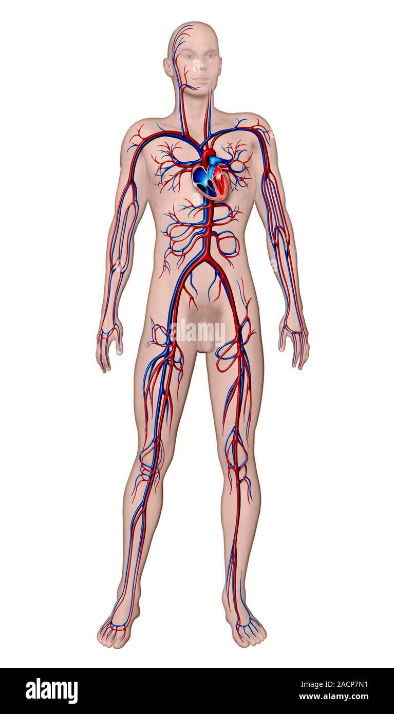 El sistema cardiovascular. Equipo ilustraciones del sistema circulatorio  humano. El corazón (centro superior) es un hueco del músculo que bombea la  sangre a todo el cuerpo Fotografía de stock - Alamy