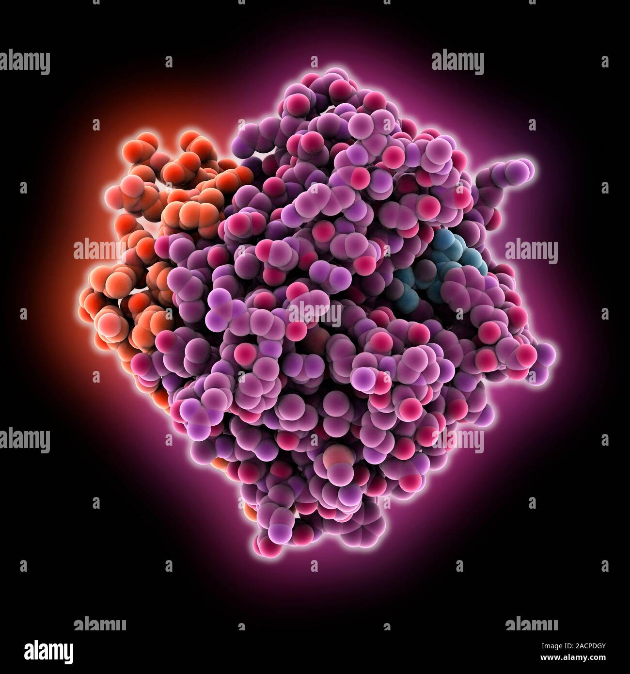 La trombina la proteína, modelo molecular. La trombina es una enzima  involucrada en la coagulación de la sangre (proceso de coagulación).  Convierte el fibrinógeno (plasma soluble Fotografía de stock - Alamy
