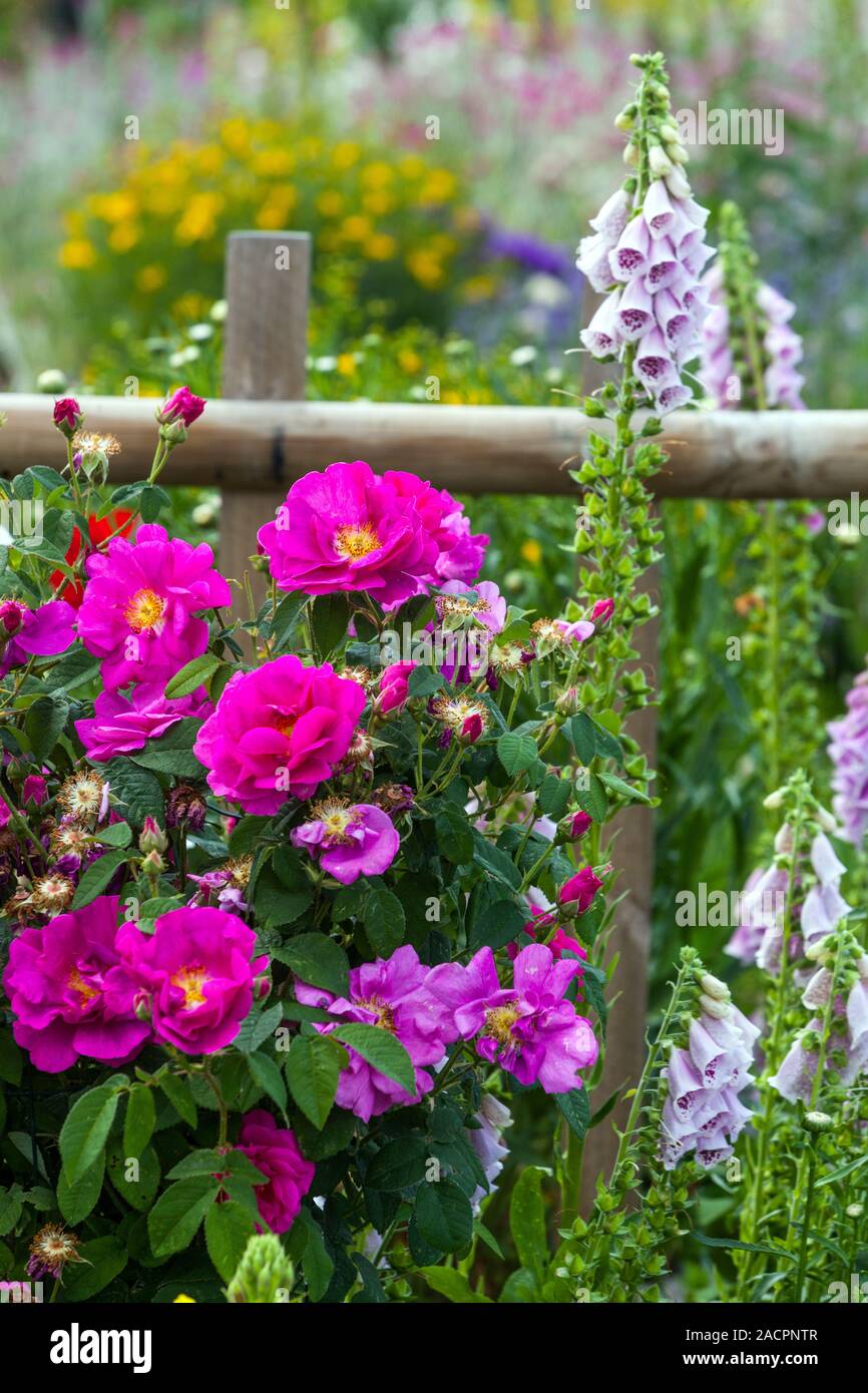 Rosas rosadas, arbusto florido rosa borde mixto en la cerca Foto de stock