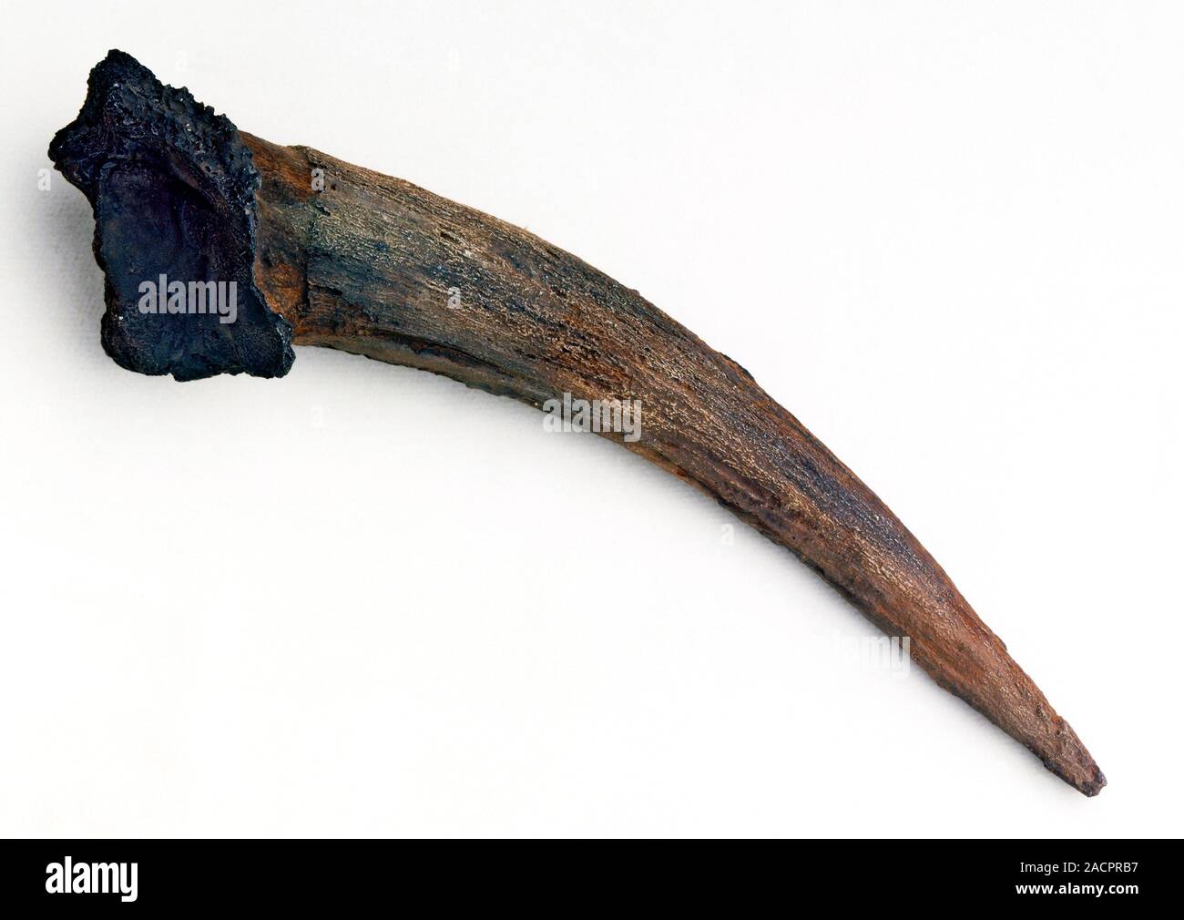 Artefacto de Neanderthal. La herramienta se piensa que han sido utilizados  por los neandertales (Homo neanderthalensis). Descubierto en el Tabun,  Israel Fotografía de stock - Alamy
