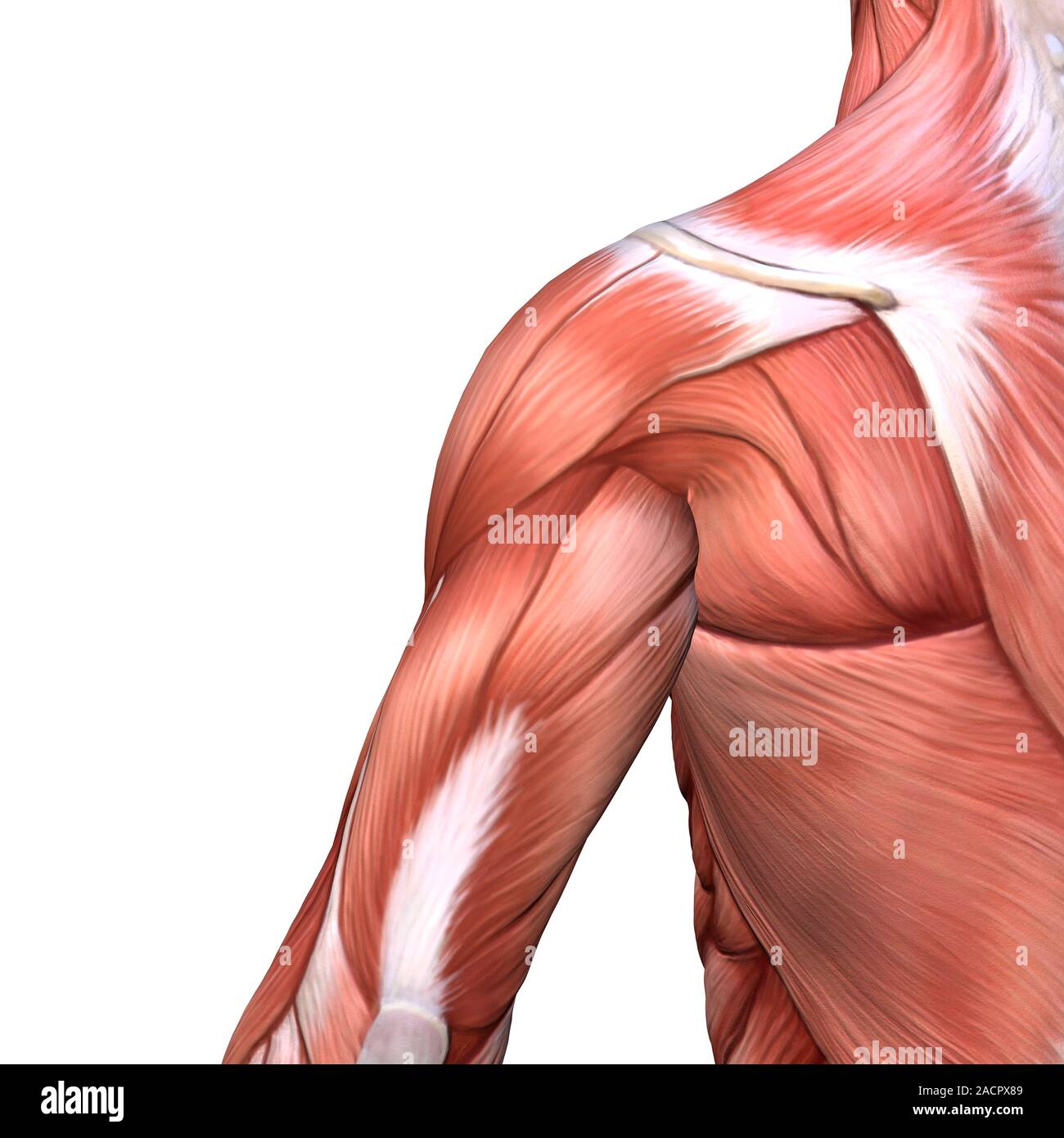 Hombro y músculos de la espalda. Ilustración de los músculos de los hombros  y la parte superior de la espalda en una vista posterior (trasera). Los  músculos se muestra aquí incluyen el