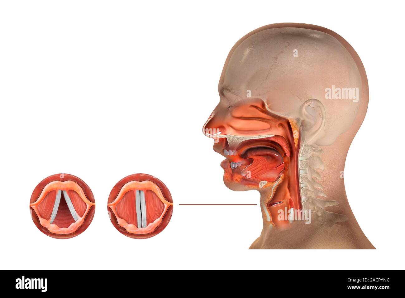 Anatomía de la laringe. Ilustración que muestra la ubicación del equipo  (derecha) y su estructura (izquierda) de la laringe (caja de la voz). La  laringe está involucrado en breathi Fotografía de stock -