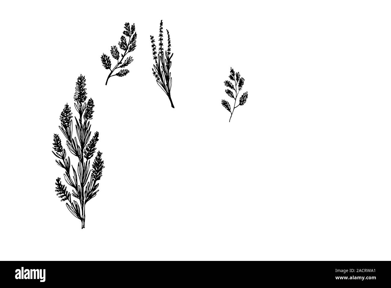 Hierbas silvestres y flores pintadas en estilo de grabado. Colección de gráficos dibujados a mano negra Ilustración del Vector