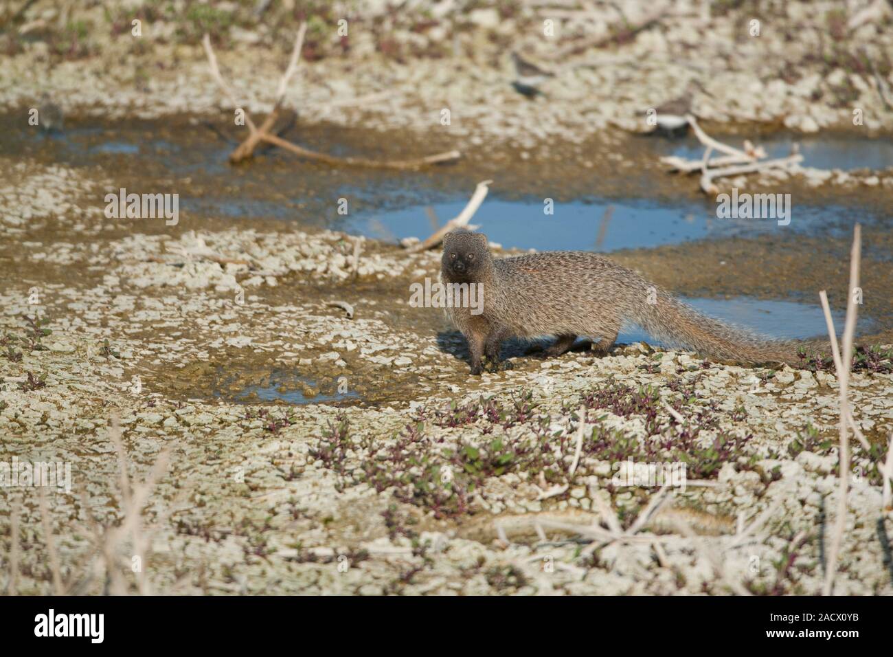 La mangosta egipcia (Herpestes mangosta egipcia) El Meloncillo es la