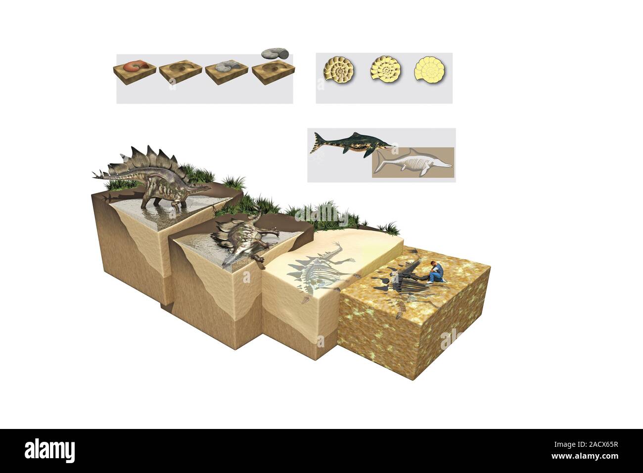 Proceso de fosilización. Ilustración que muestra el proceso por el cual la  materia orgánica puede ser fosilizado. En el extremo izquierdo, un  dinosaurio Estegosaurio (finales Jurassi Fotografía de stock - Alamy