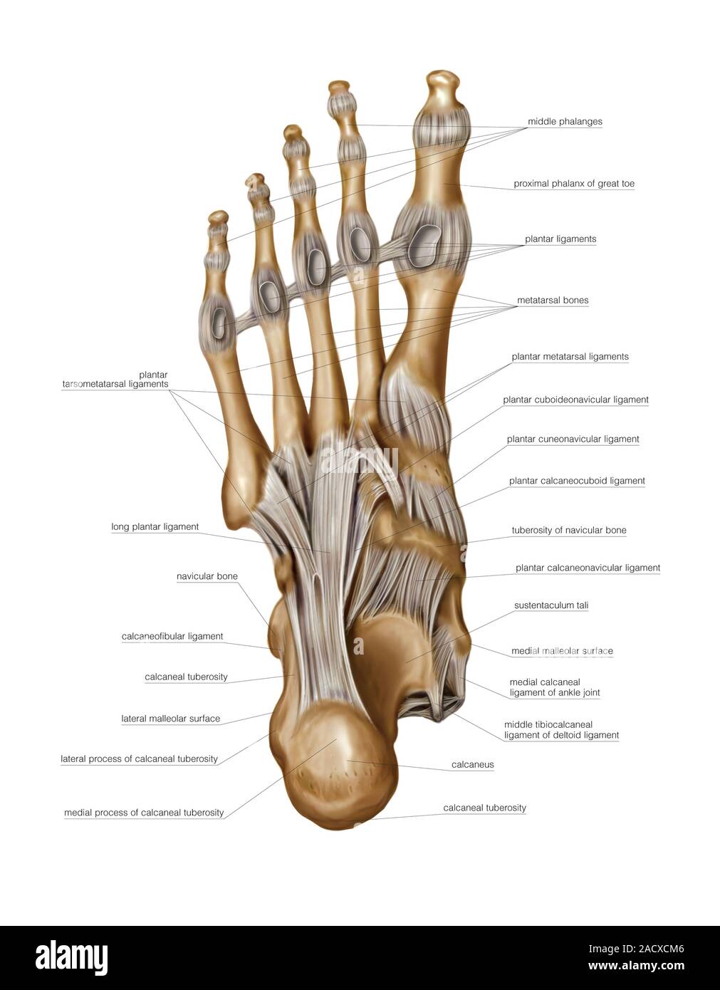 Articulaciones Del Pie