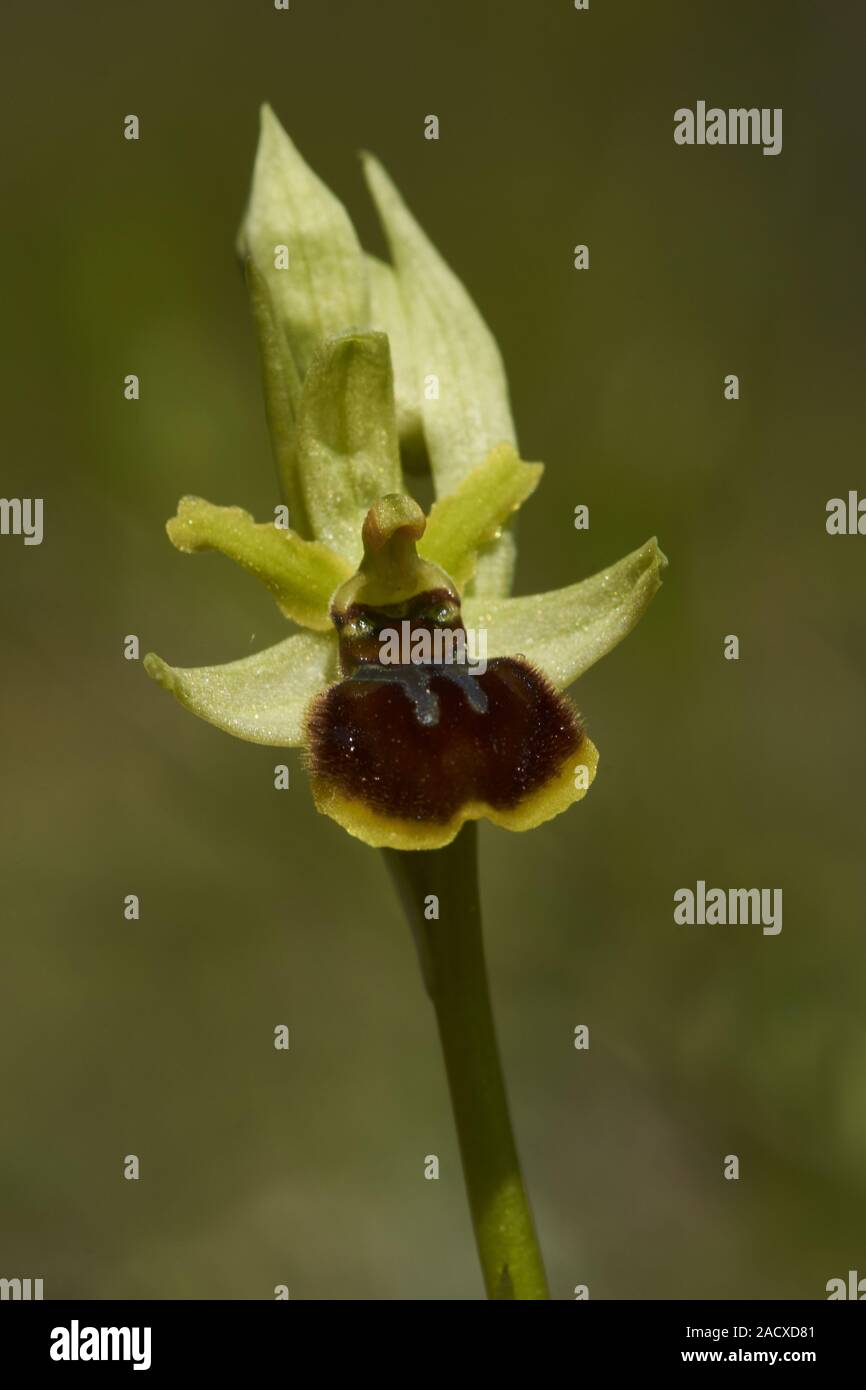 Pequeña araña root, Ophrys araneola Foto de stock