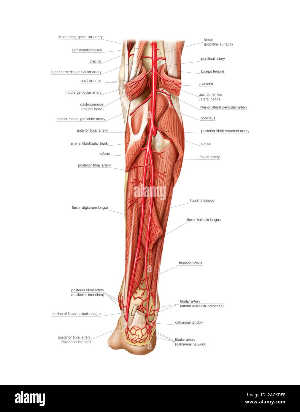 Ilustración Del Sistema Arterial De La Extremidad Inferior La Pierna Esta Extremidad Inferior 3643