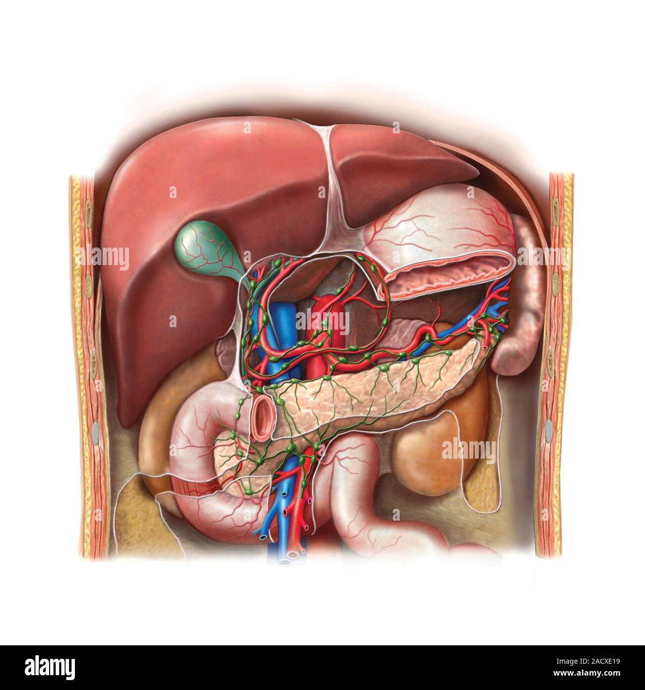 Ilustración del sistema linfoide de la abdominal el bazo, el páncreas y el  duodeno. Esta vista anterior ilustración es de 'Asklepios Atlas de los hu  Fotografía de stock - Alamy