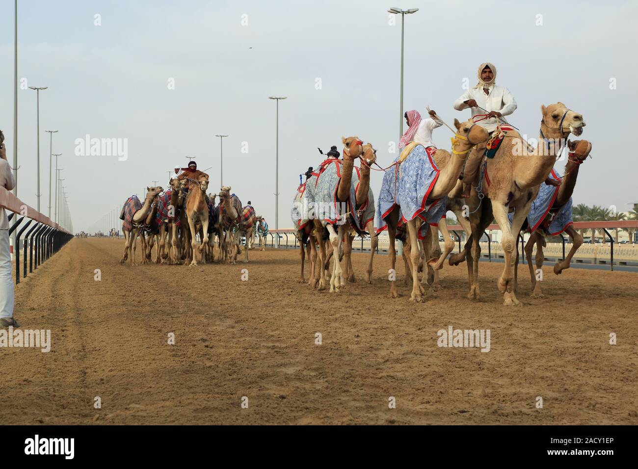 Entrenamiento para carreras de camellos en la pista en Al Marmoun cerca de  Dubai Fotografía de stock - Alamy