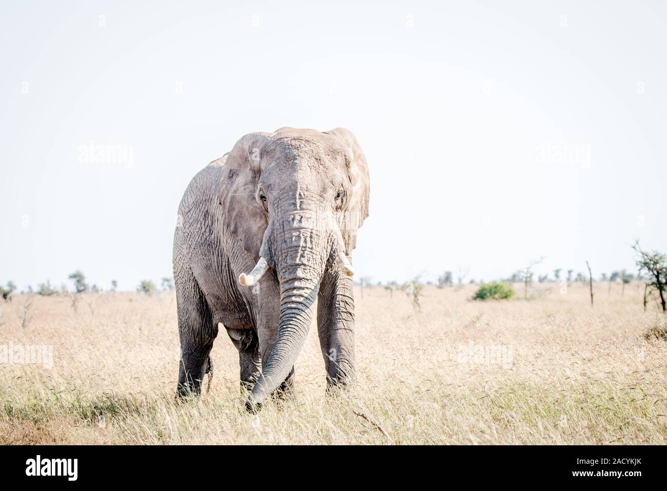 En la hierba de elefantes en el Parque Nacional Kruger. Foto de stock