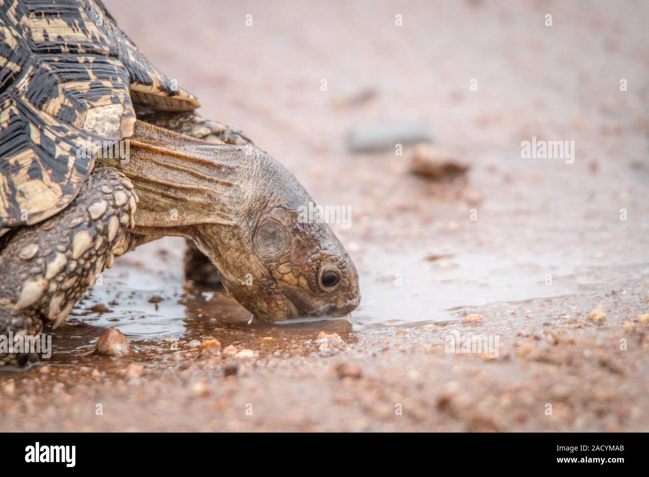 Tortuga leopardo bebiendo en el Parque Nacional Kruger. Foto de stock