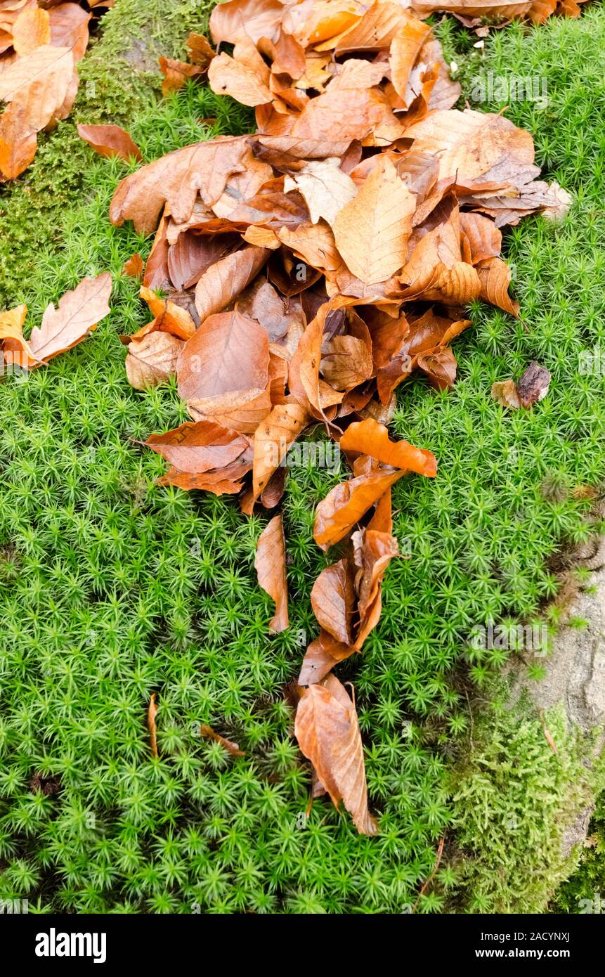 Las plantas durante el invierno en los bosques en Alemania, Europa Occidental Foto de stock