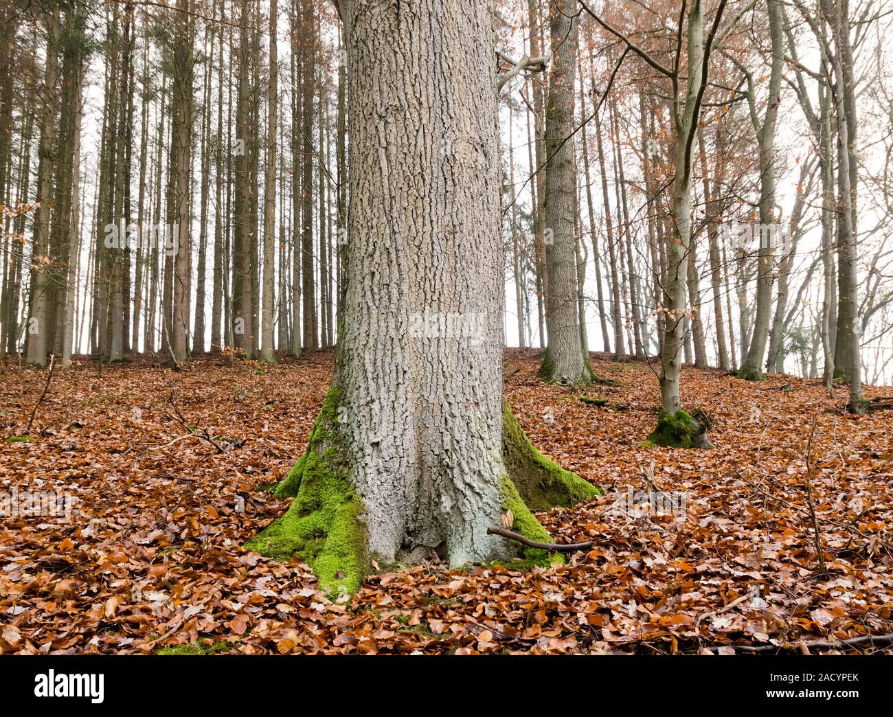Bosque durante el invierno en los bosques de Alemania, Europa Occidental Foto de stock