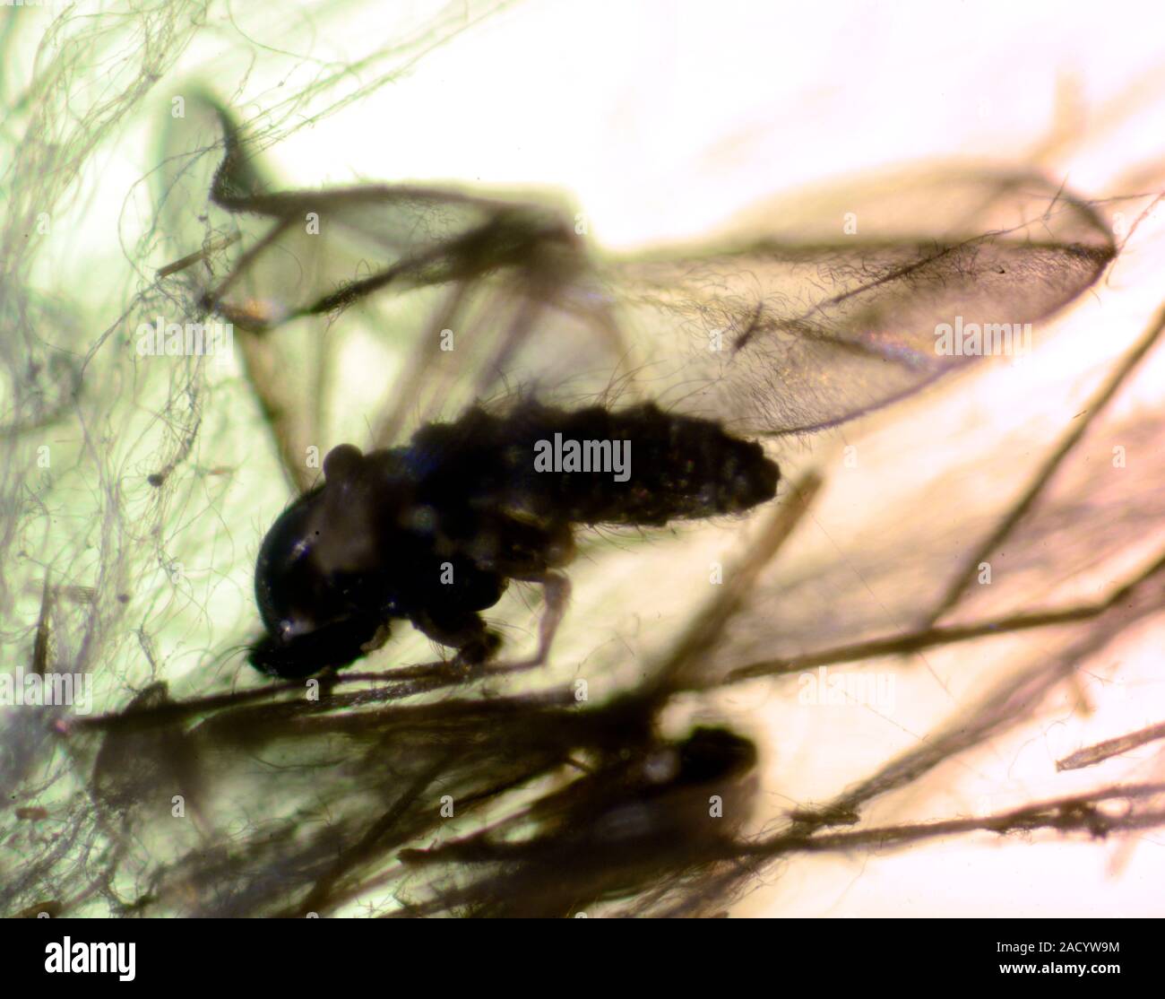 Drosophila melanogaster, la mosca de la fruta común, la mosca del vinagre, mosca, -en una tela de araña. Foto de stock