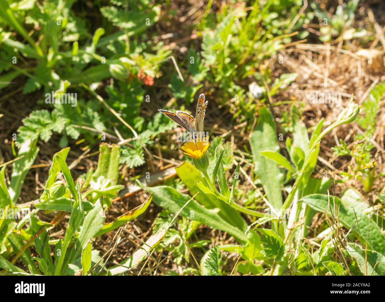 Polyommatus celina, Sur de mariposa azul Foto de stock
