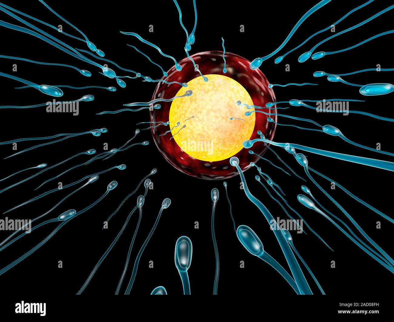 Ilustración que muestra la fecundación de un óvulo humano (Ovum). El ...