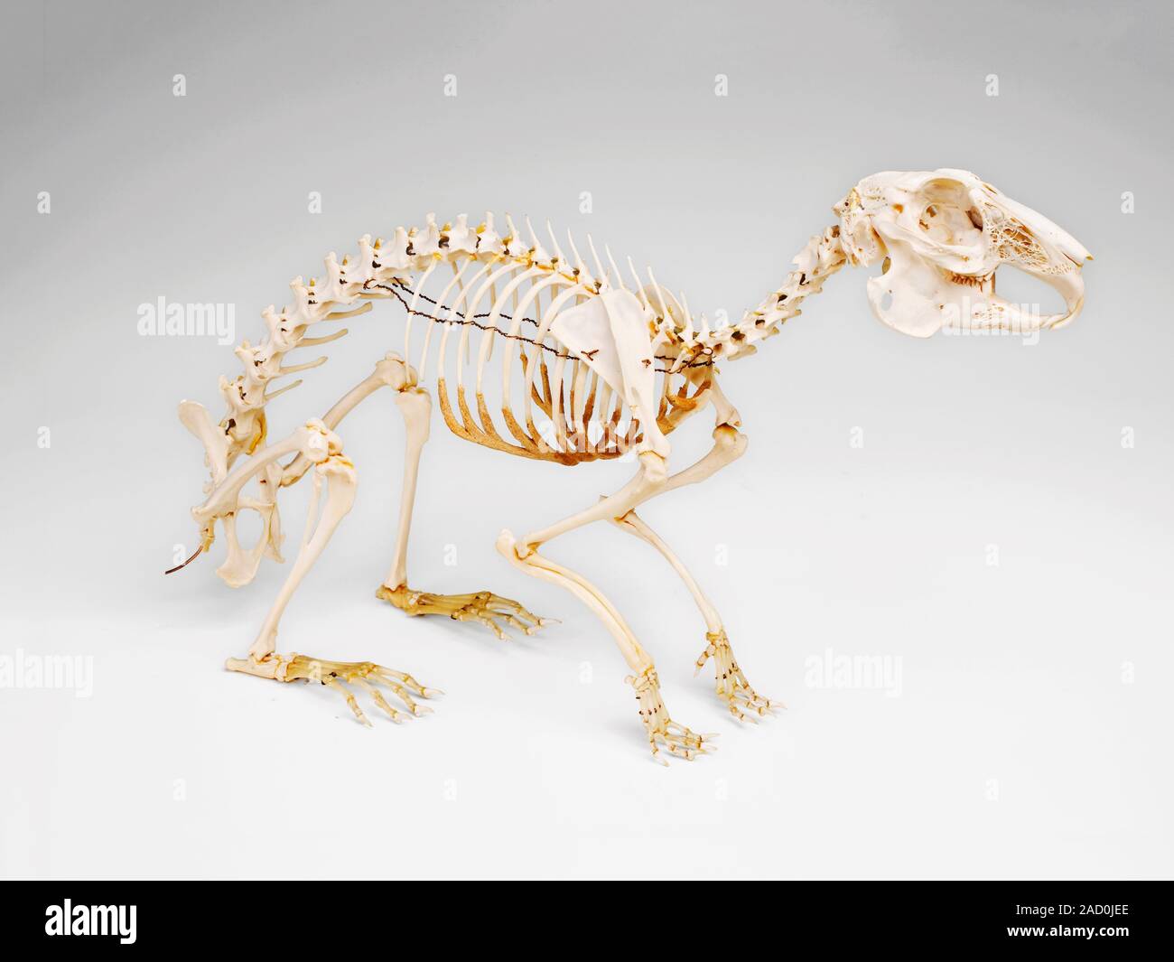 El esqueleto del conejo. El esqueleto de la Unión o comunes de conejo (Oryctolagus cuniculus