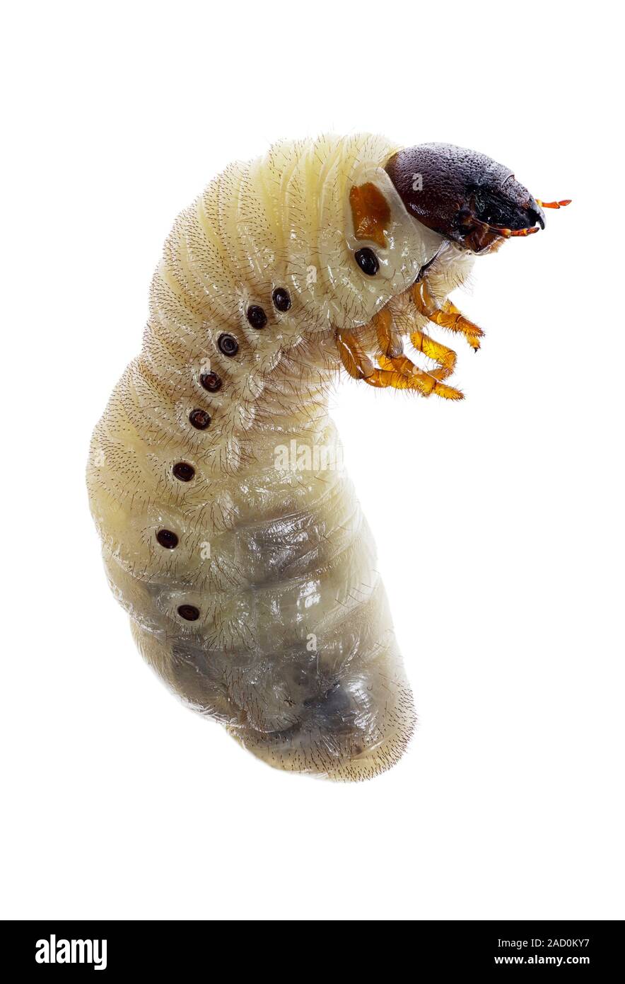 La larva del escarabajo rinoceronte europeo. La Unión escarabajo