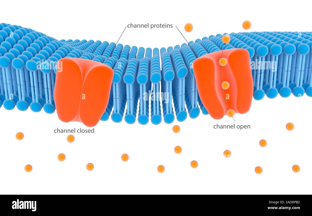 Canal de membrana de proteínas. Ilustración del mecanismo de acción de