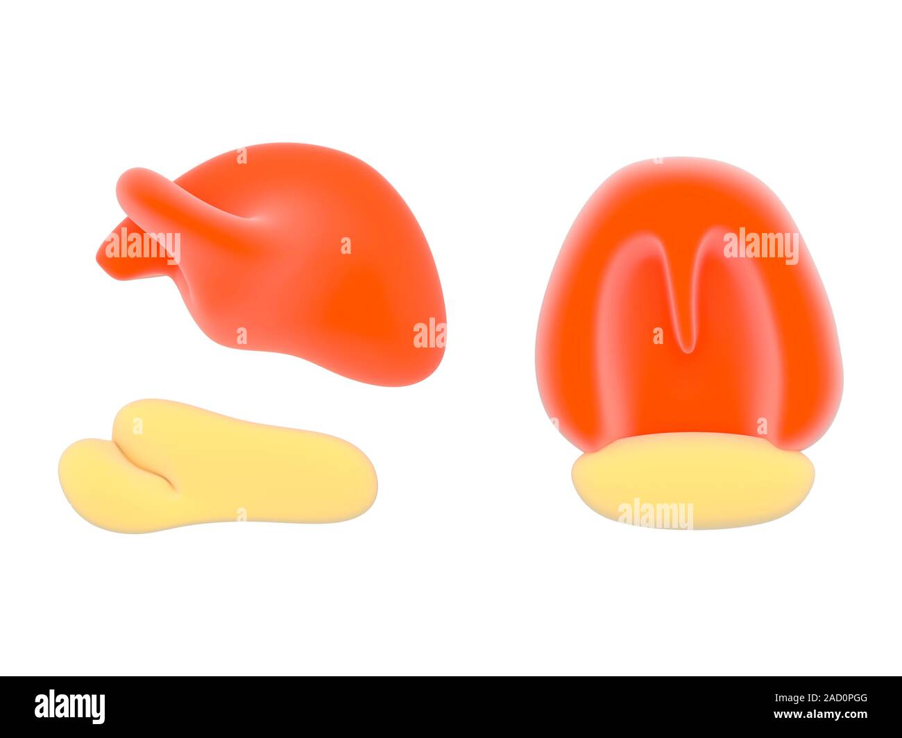 La estructura de los ribosomas. Ilustración de las subunidades