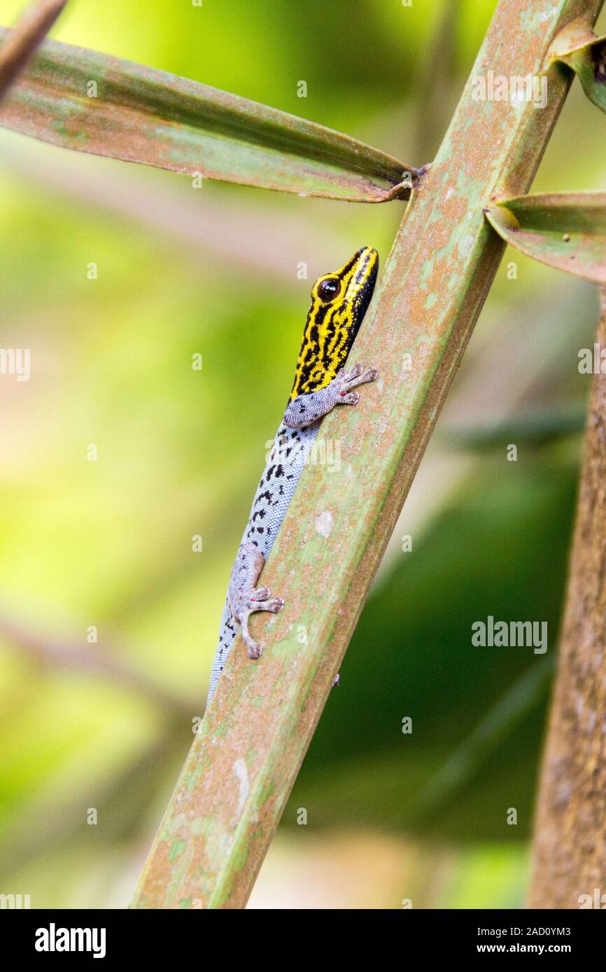 Gecko con cabeza amarilla (Lygodactylus picturatus) sube una hoja, Zanzíbar Foto de stock