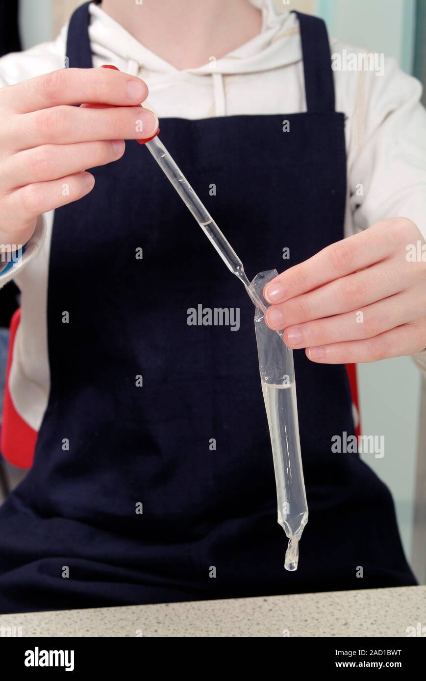 Experimento de ósmosis. Tubo Visking utilizado para demostrar la ósmosis. La ósmosis es el