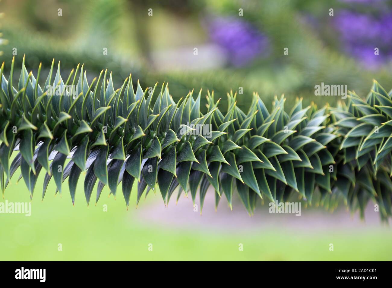 Chilenische Araukarie, cola de mono, árbol Araucaria araucana Foto de stock