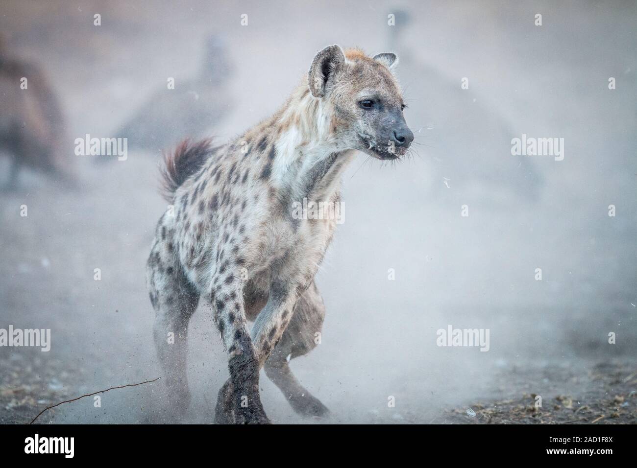 Ejecutando Spotted Hyena de buitres en el fondo. Foto de stock