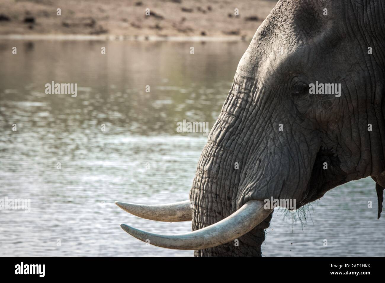 El perfil lateral de un elefante en el Parque Nacional Kruger. Foto de stock