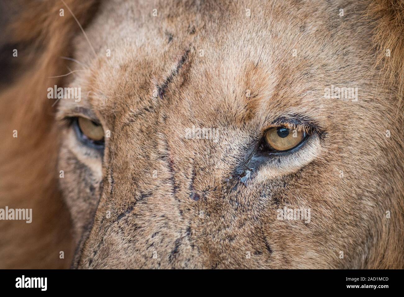 Cerrar de ojos de León en el Kruger. Foto de stock