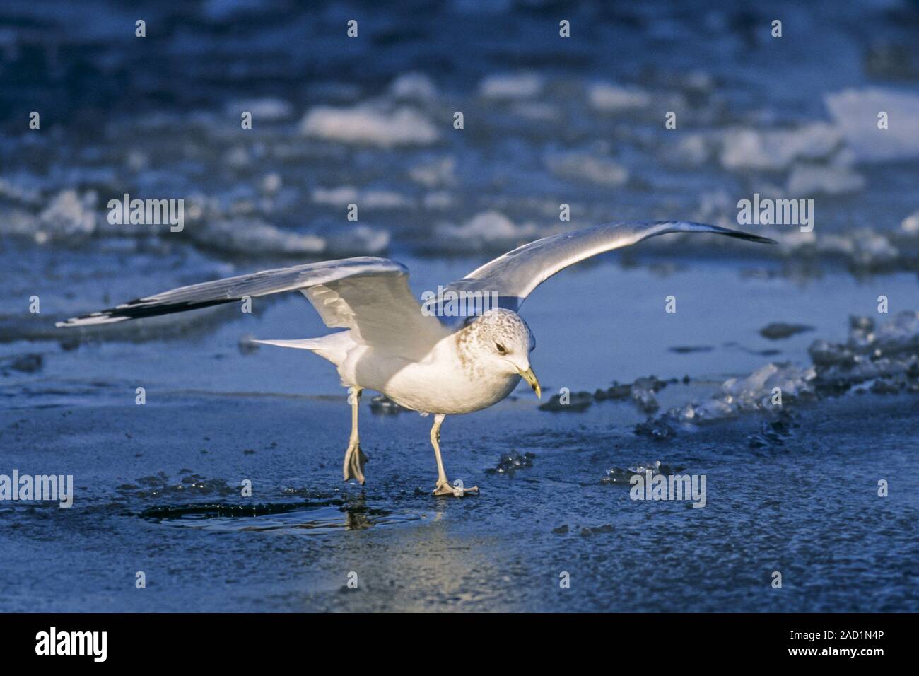 Gaviota común de castas normalmente cerca del agua - (Mew Gull - Foto pájaro adulto en Plumaje de invierno) Foto de stock