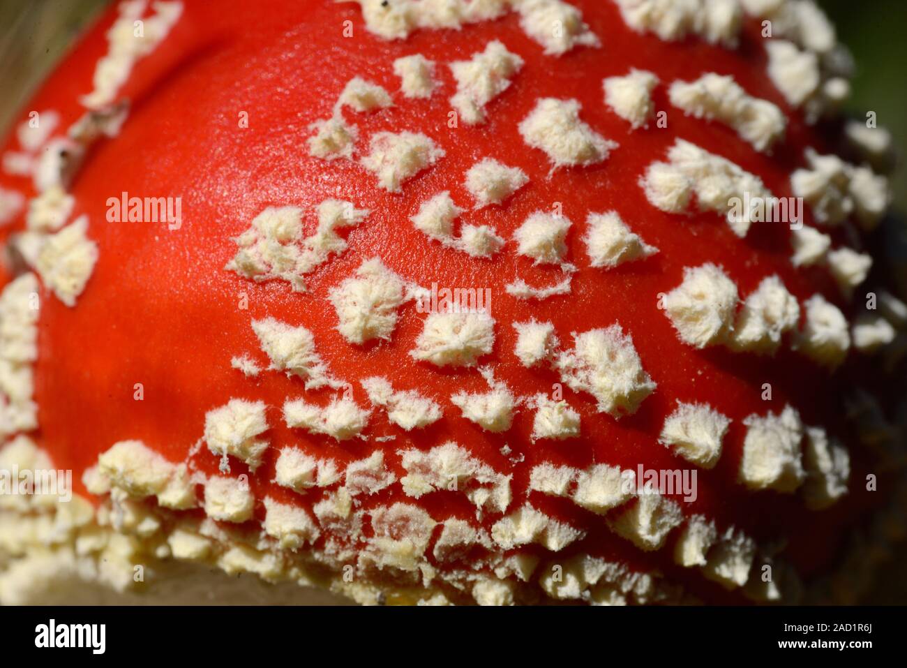 El detalle del patrón de manchas blancas en la tapa roja de la del "reig bord", setas Amanita muscaria Amanita Toadstool, aka Mosca Foto de stock