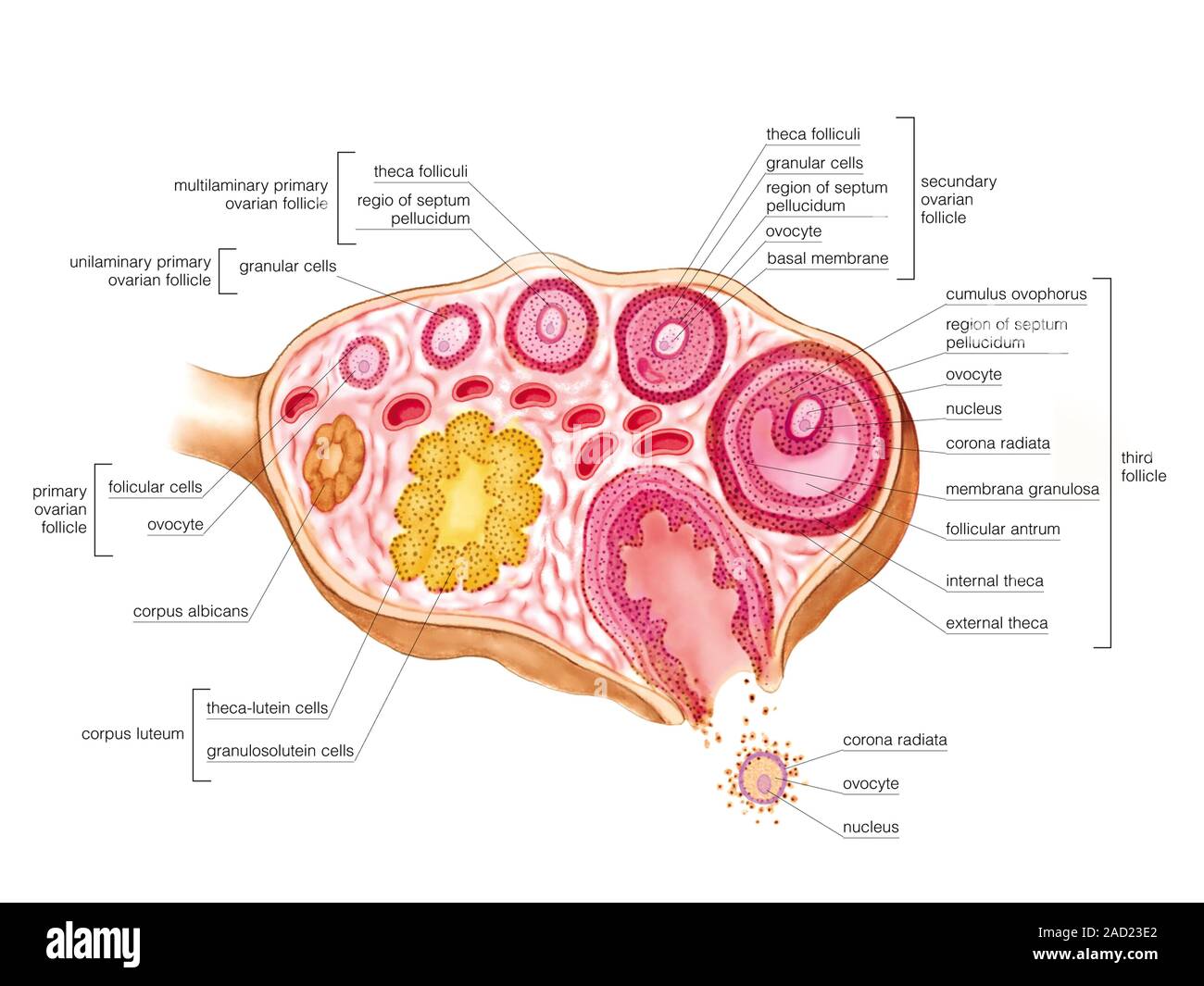 Ilustración Del Aparato Genital Femenino Útero Y Ovarios Esta Ilustración Es Etiquetada De 